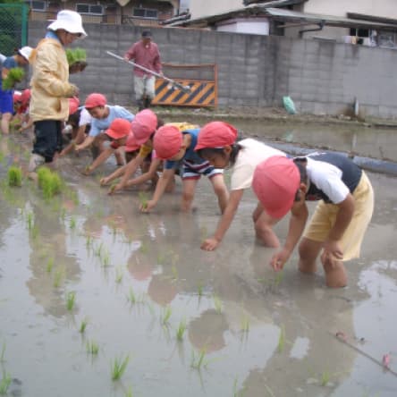 田植えをしている園児たち